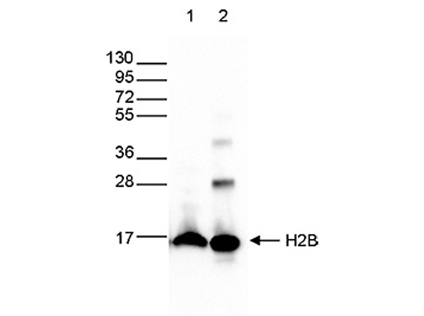 Western blot analysis using Anti-Histone H2B pan